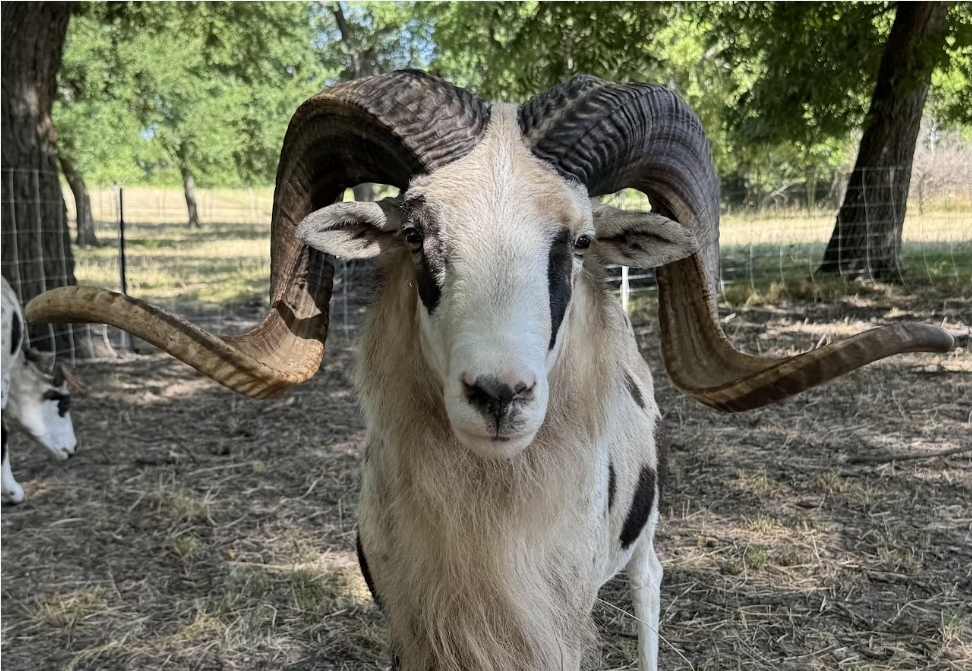 Tefft Farm | Painted Desert Sheep | Corsican | Allen, Mi USA's image