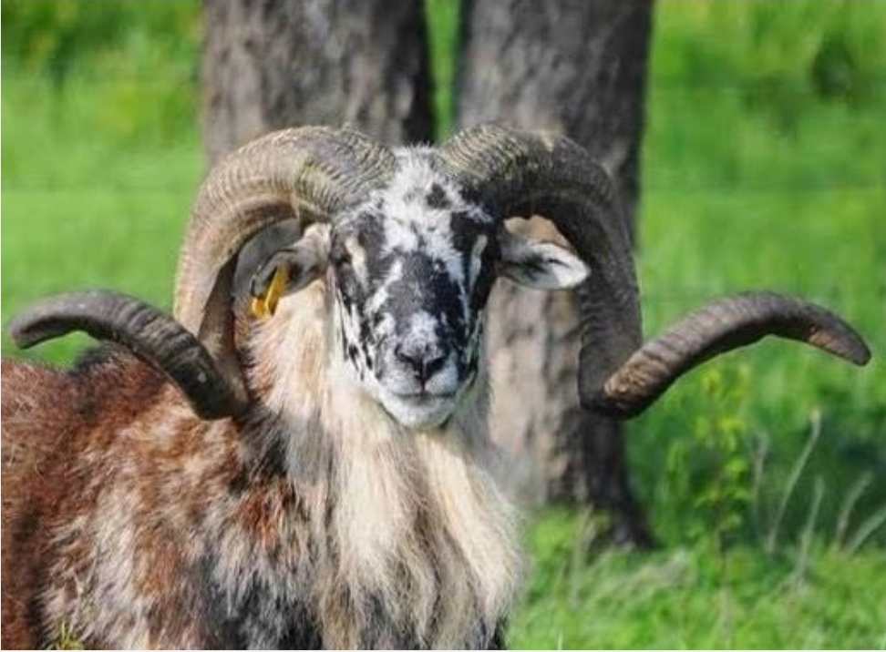 Tefft Farm | Painted Desert Sheep | Corsican | Allen, Mi USA's image