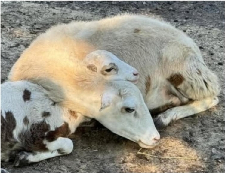 Tefft Farm | Painted Desert Sheep | Corsican | Allen, Mi USA's image