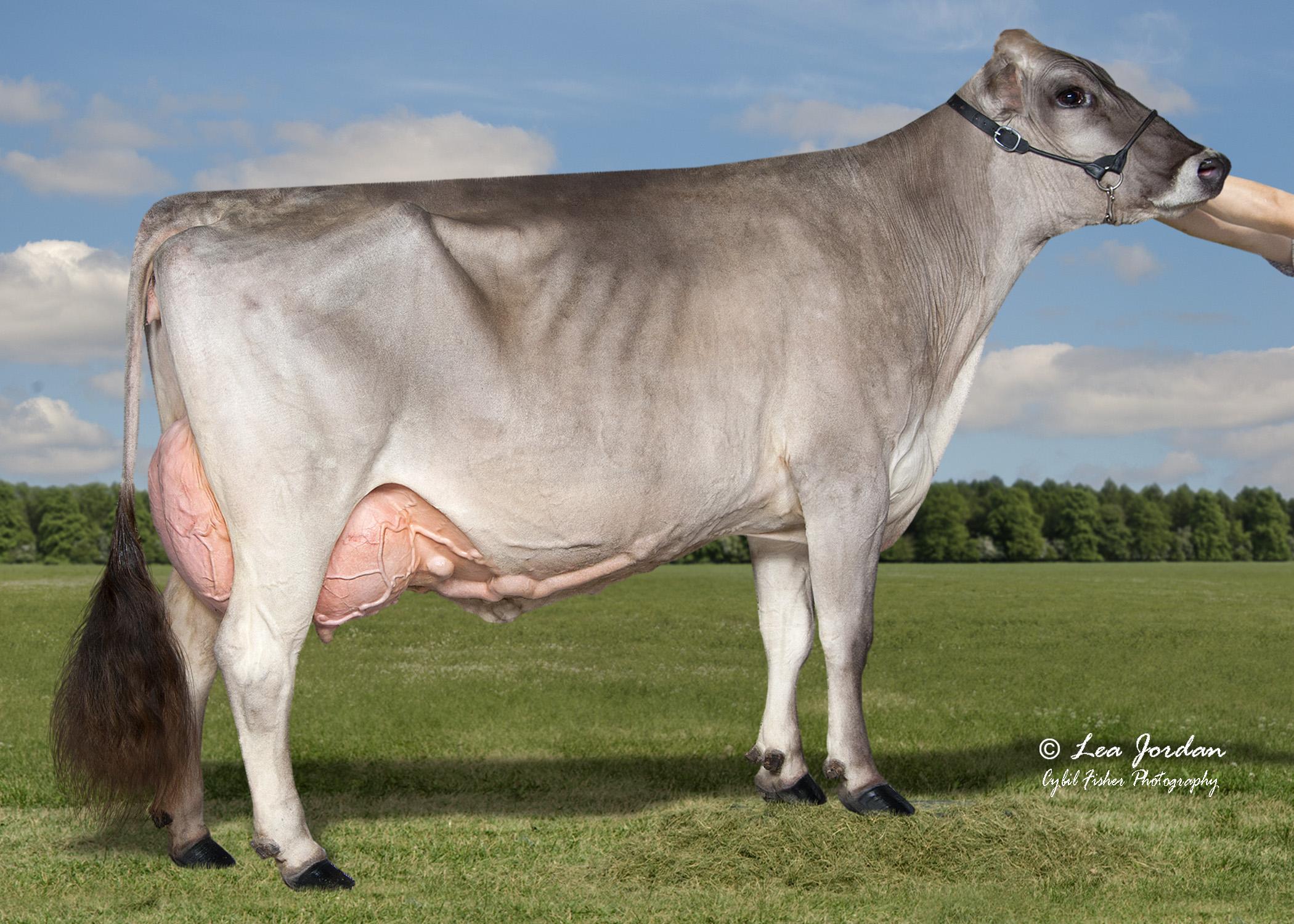 https://www.stgen.com/sire-directory/dairy-bull-usa.aspx?code=BS840003288149970&language=english&title=red-brae-1583