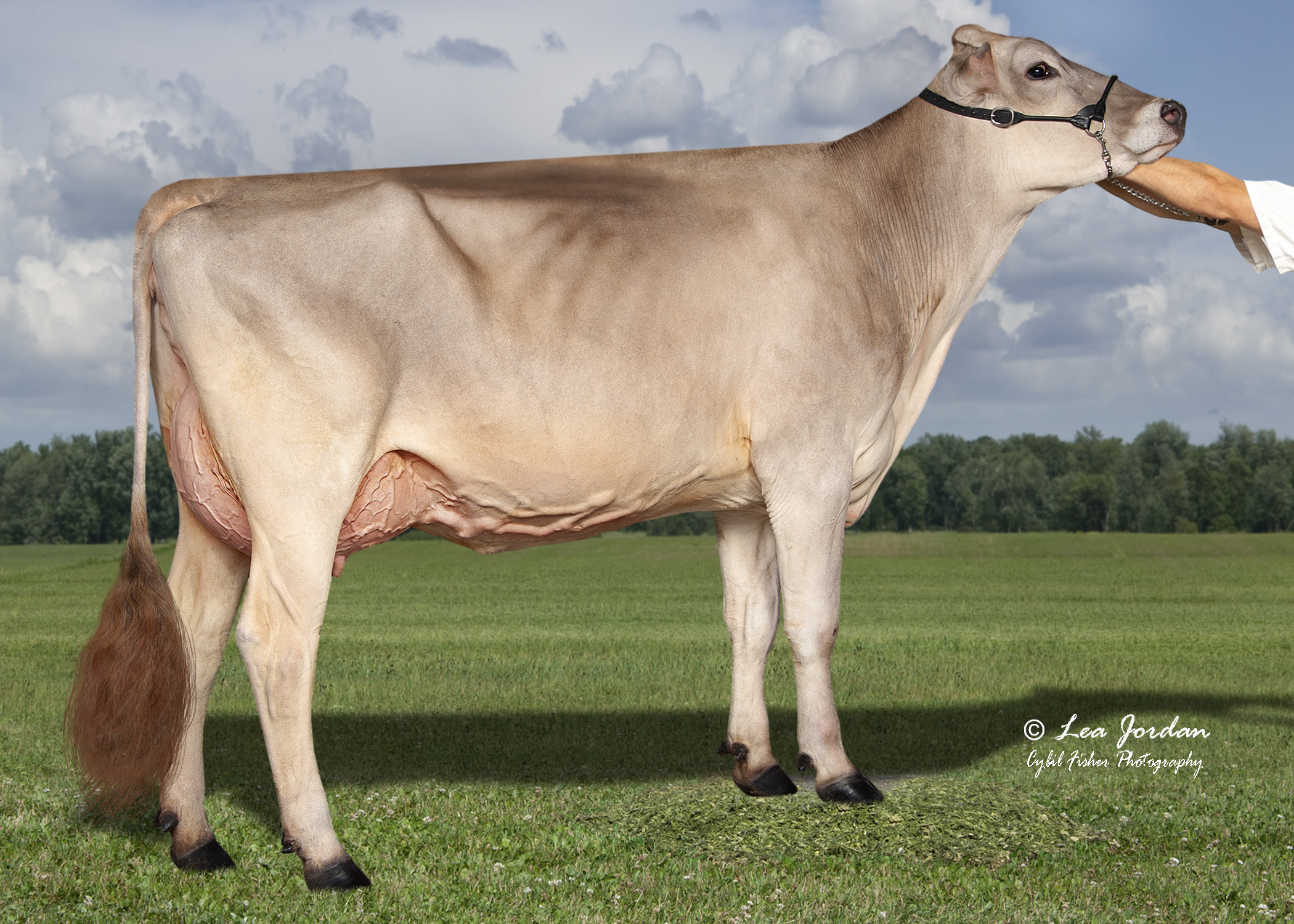 https://www.stgen.com/sire-directory/dairy-bull-usa.aspx?code=BS840003288149970&language=english&title=red-brae-1583