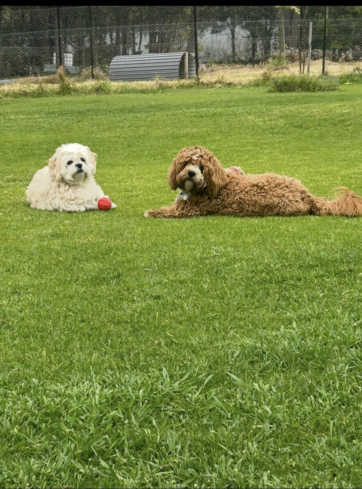 Paws & Homes's image