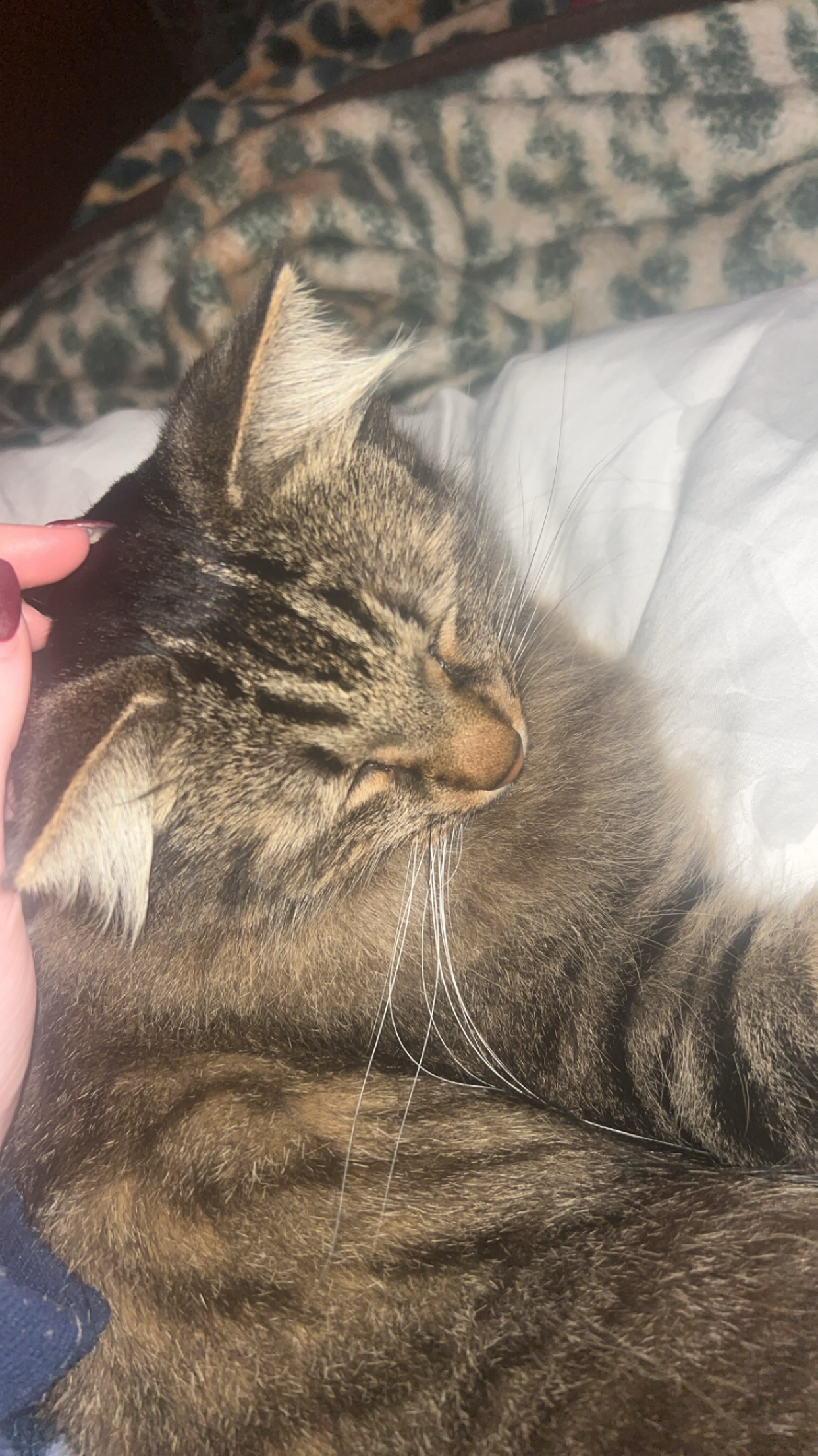 Paws & Homes's image