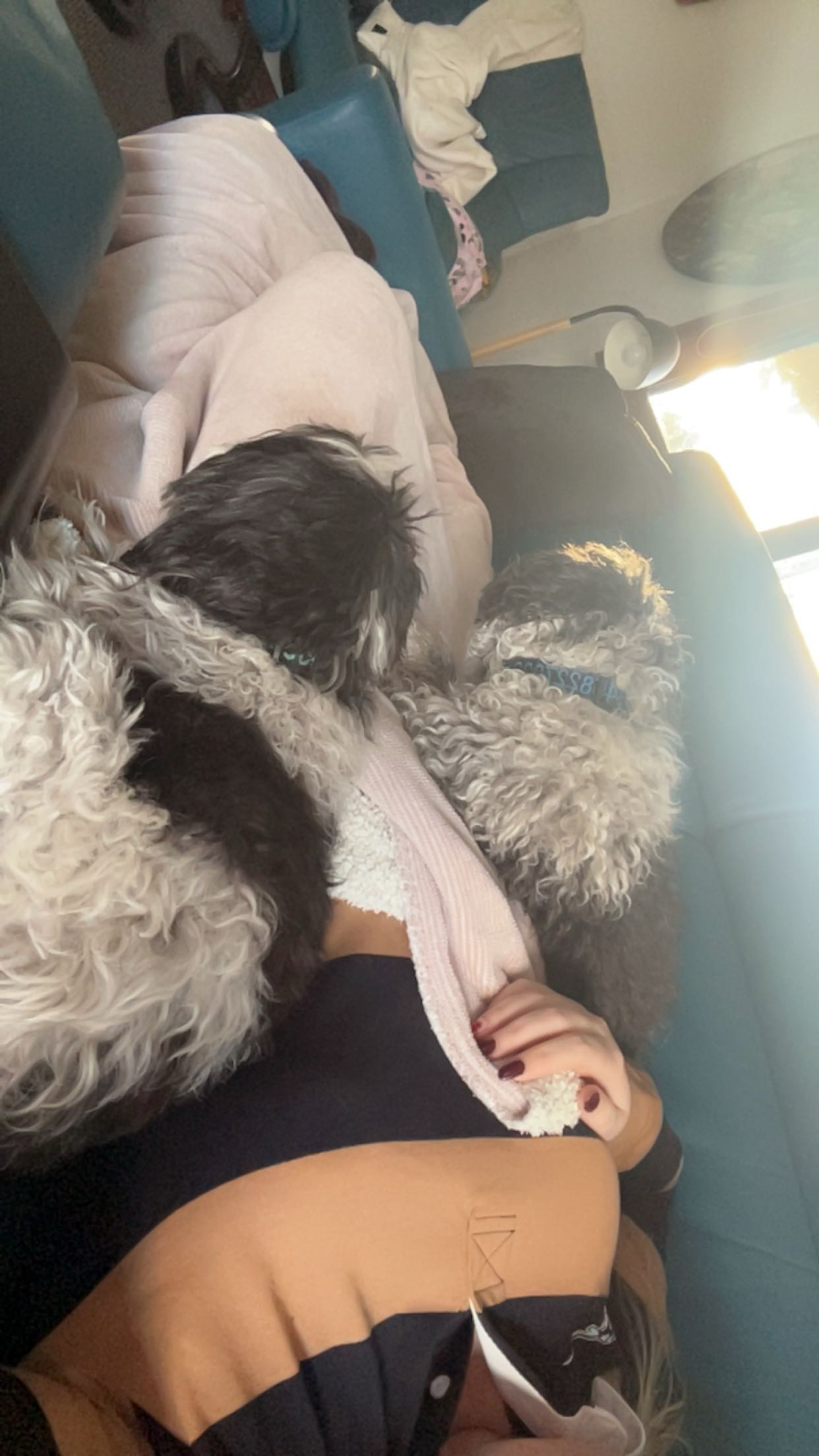 Paws & Homes's image