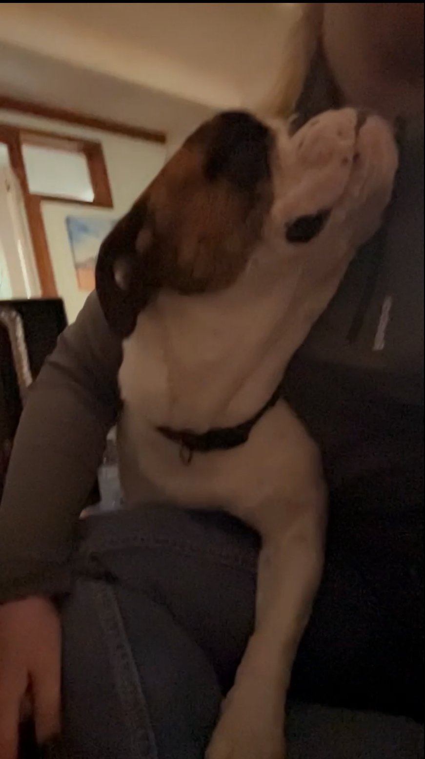 Paws & Homes's image