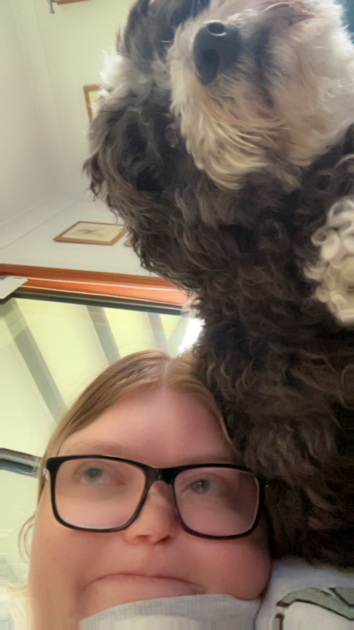 Paws & Homes's image