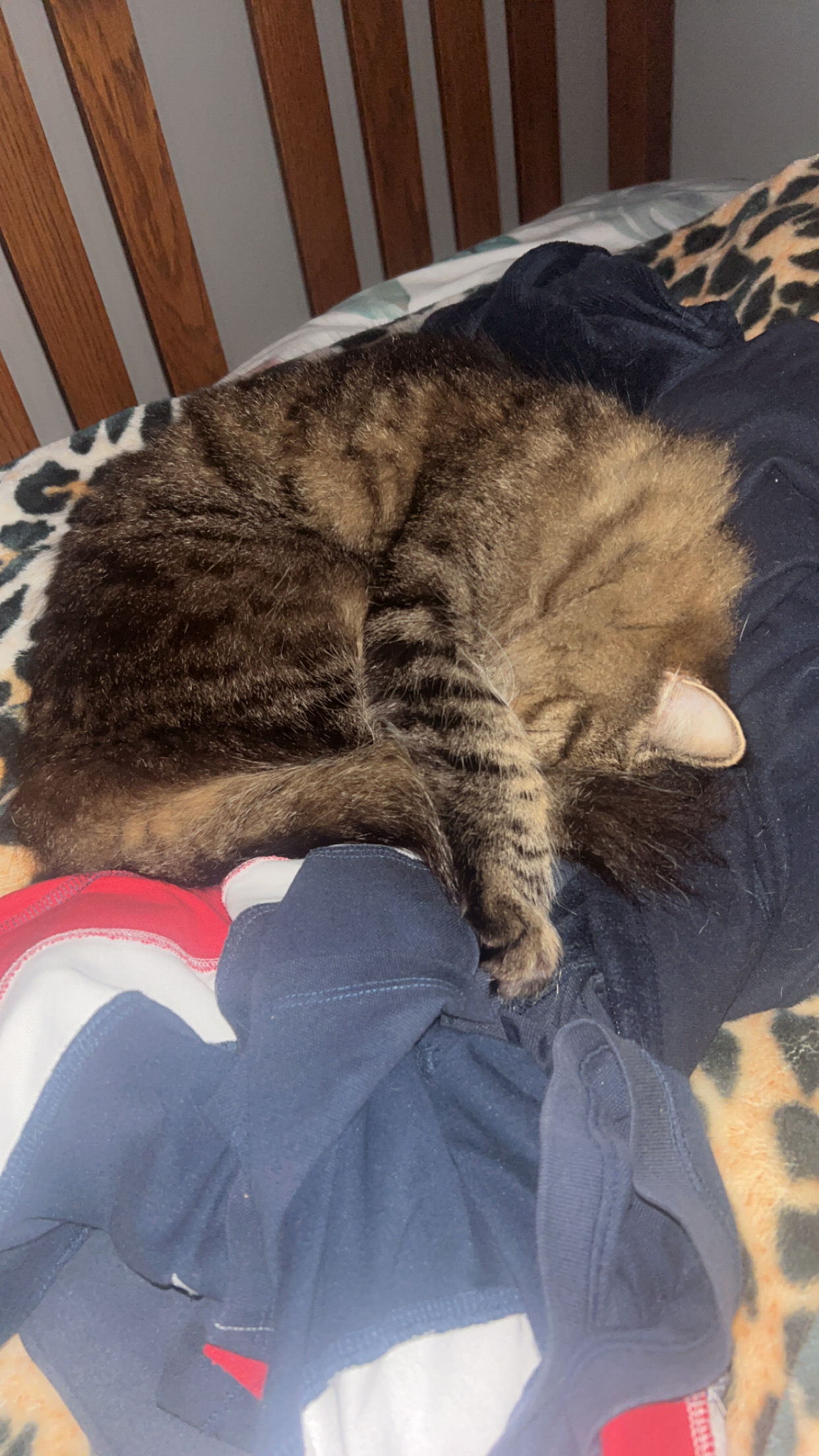 Paws & Homes's image