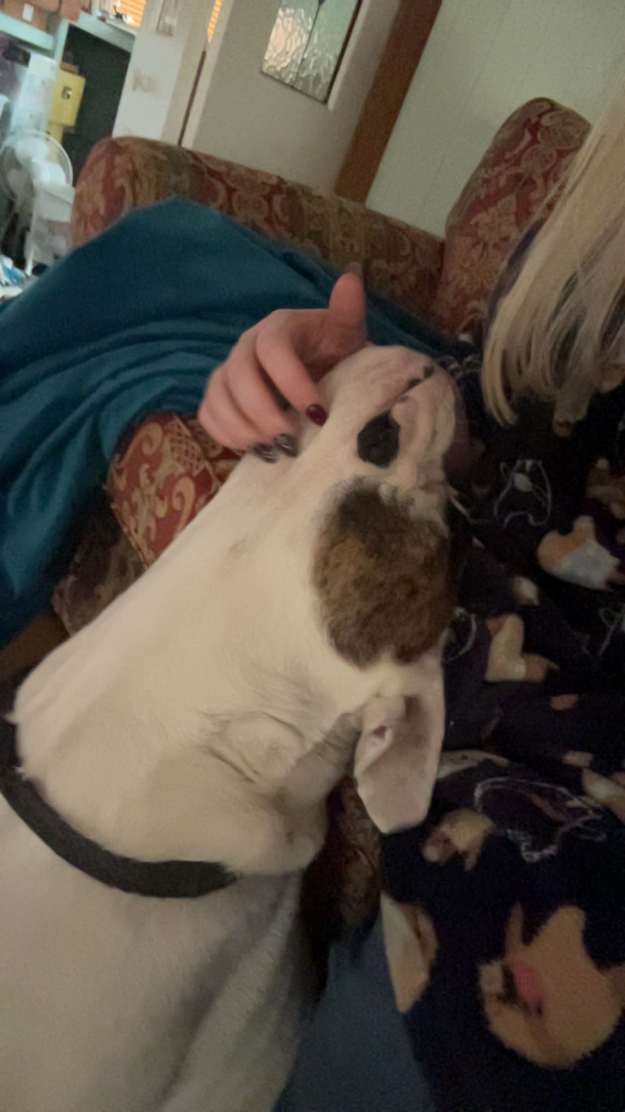 Paws & Homes's image