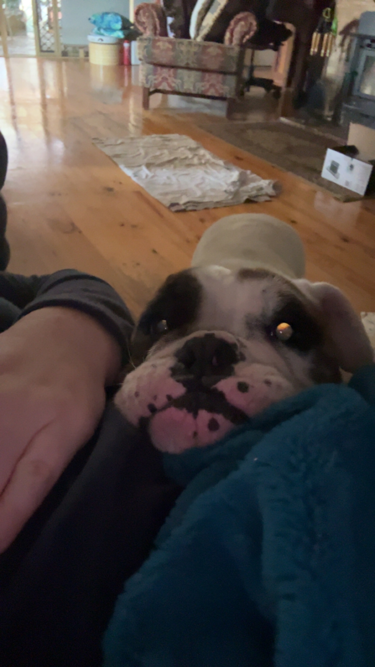 Paws & Homes's image