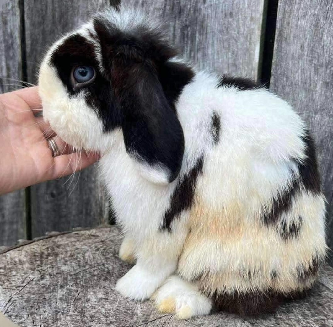 Emerald Cove Rabbitry's image