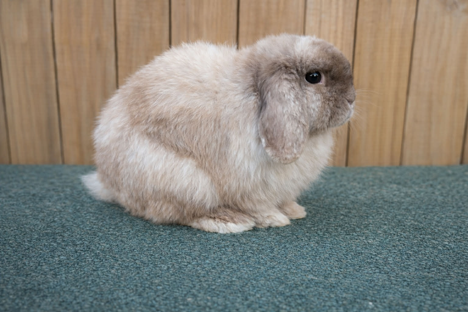 Emerald Cove Rabbitry's image