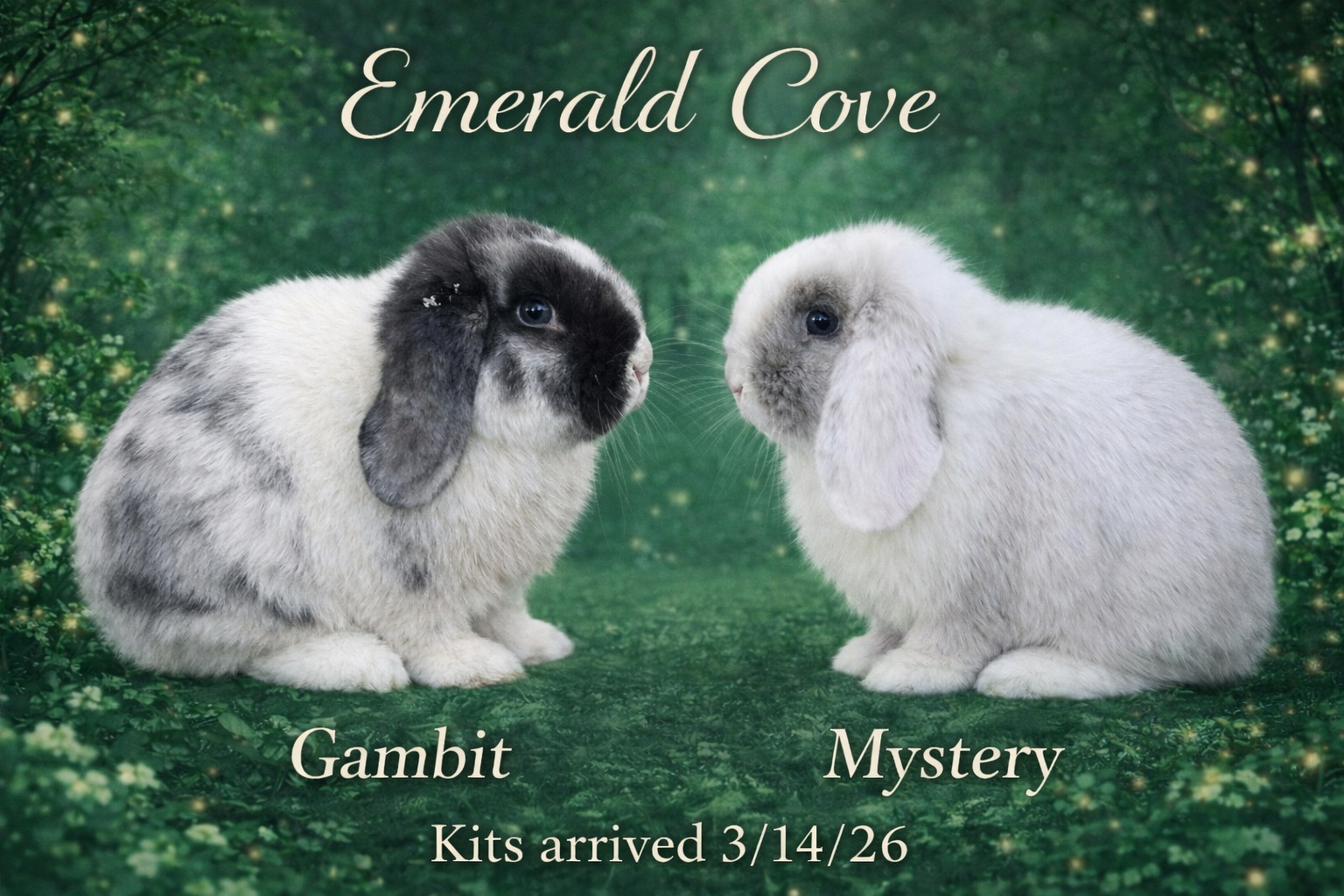 Emerald Cove Rabbitry's image
