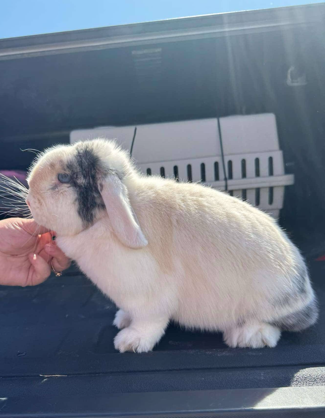 Emerald Cove Rabbitry's image