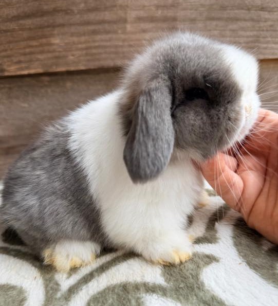 Emerald Cove Rabbitry's image