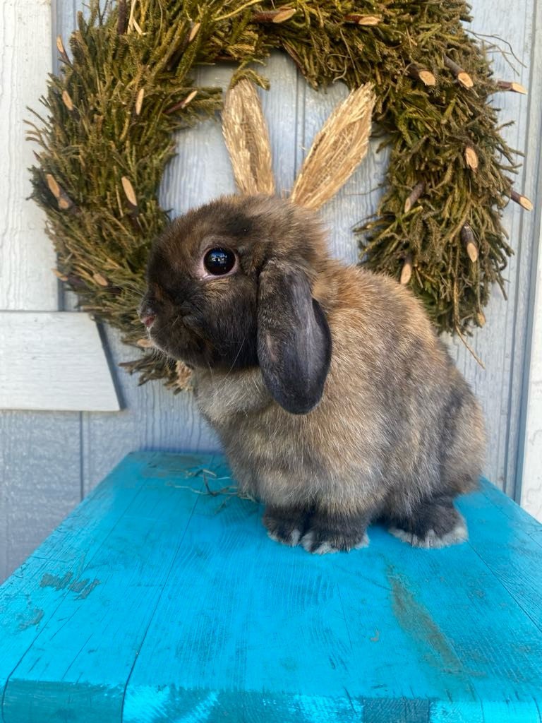 Emerald Cove Rabbitry's image