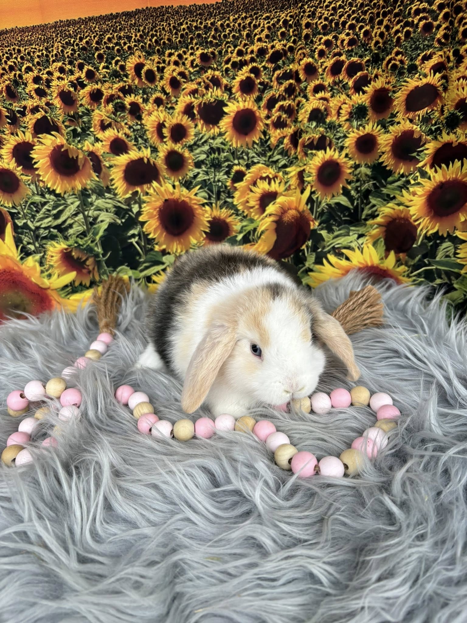 Emerald Cove Rabbitry's image