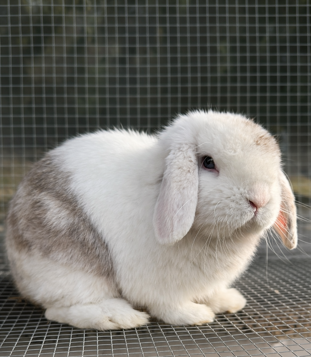 Emerald Cove Rabbitry's image