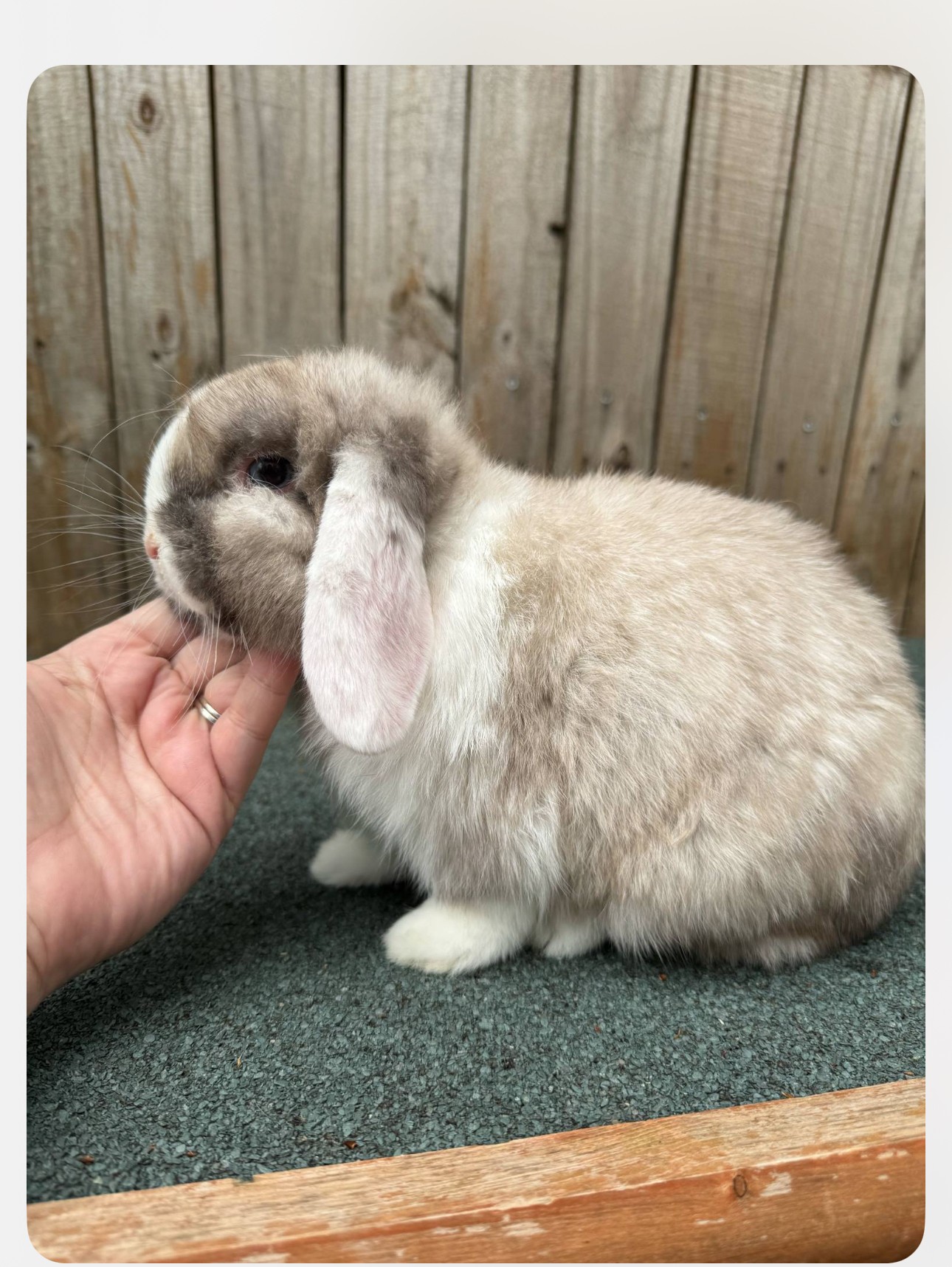 Emerald Cove Rabbitry's image