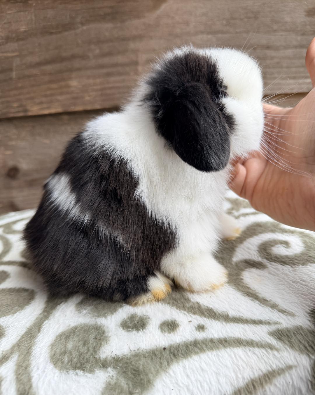 Emerald Cove Rabbitry's image