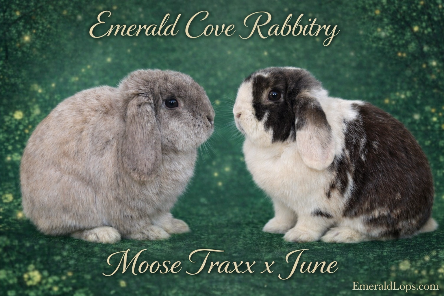 Emerald Cove Rabbitry's image