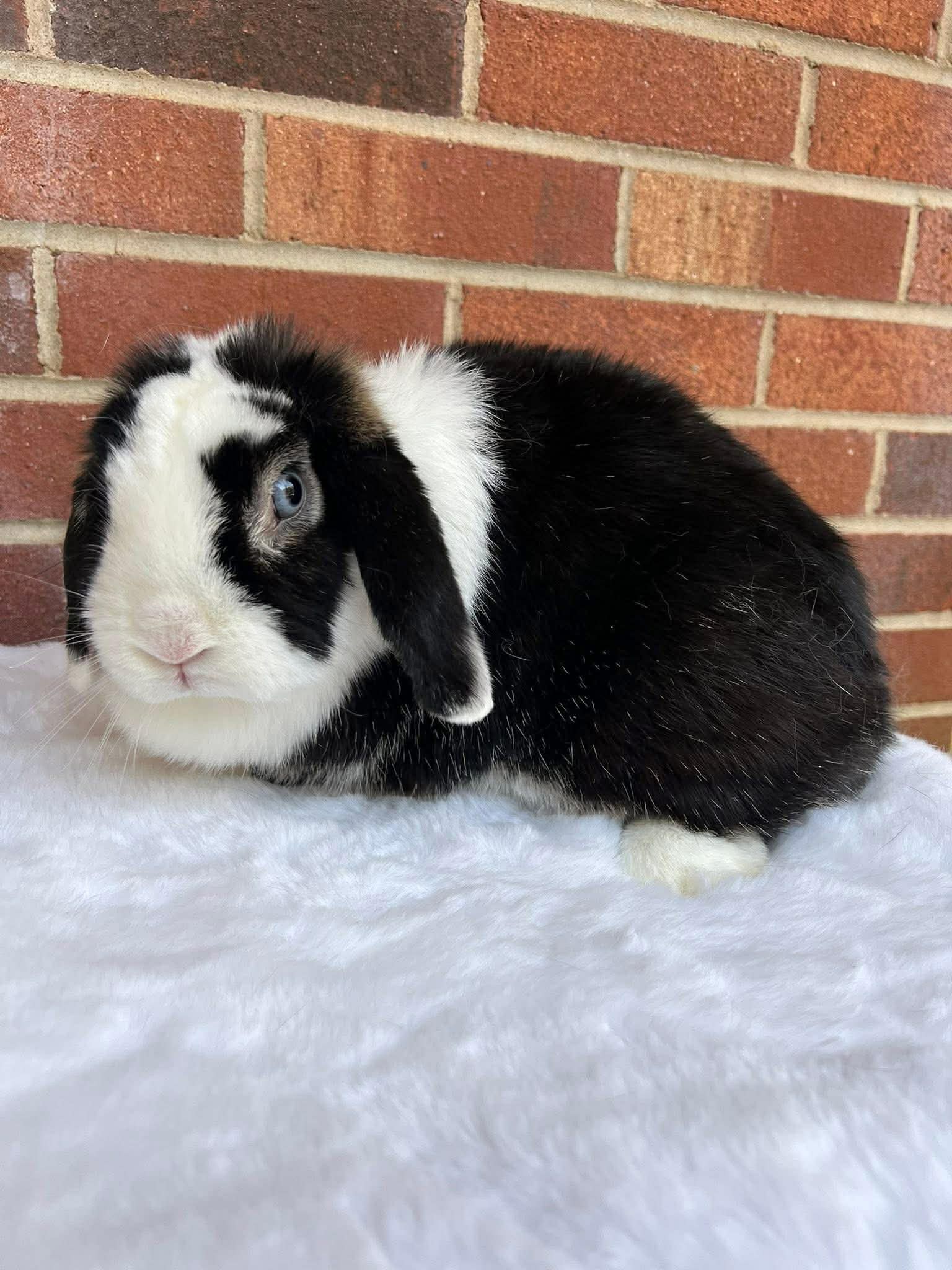 Emerald Cove Rabbitry's image