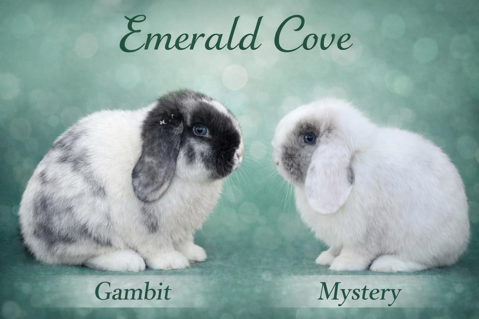 Emerald Cove Rabbitry's image