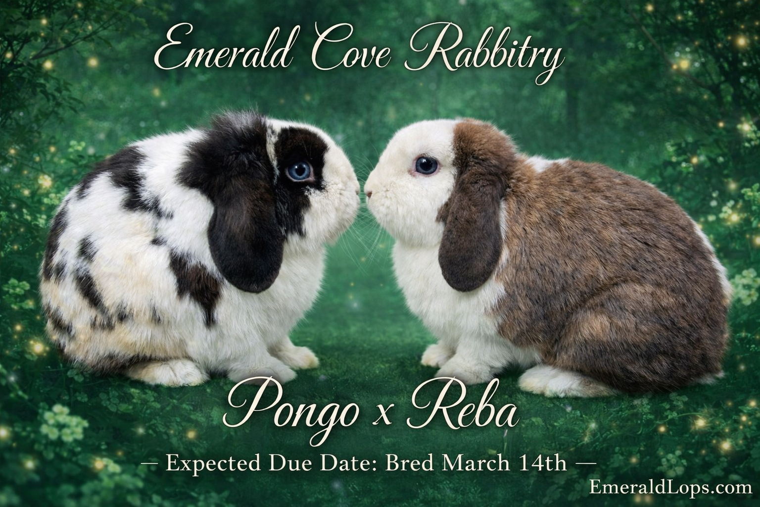 Emerald Cove Rabbitry's image