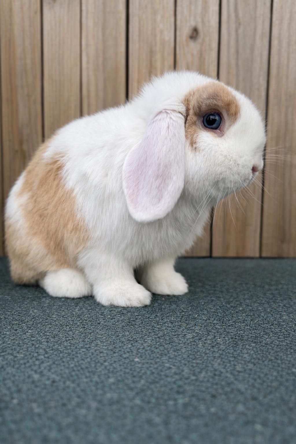 Emerald Cove Rabbitry's image