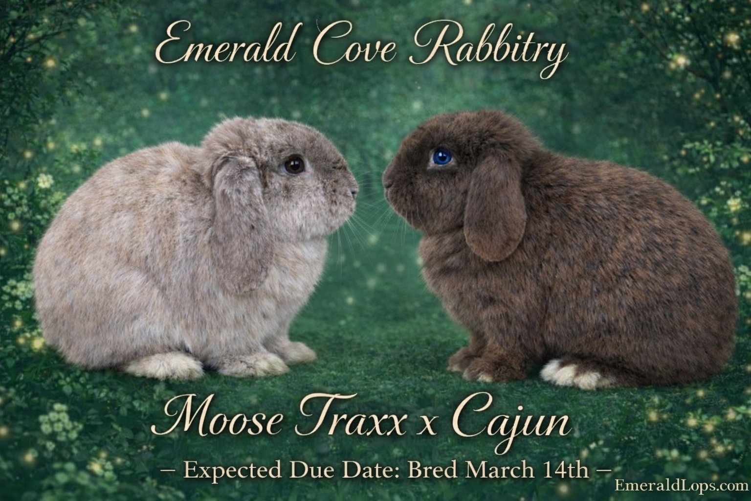 Emerald Cove Rabbitry's image