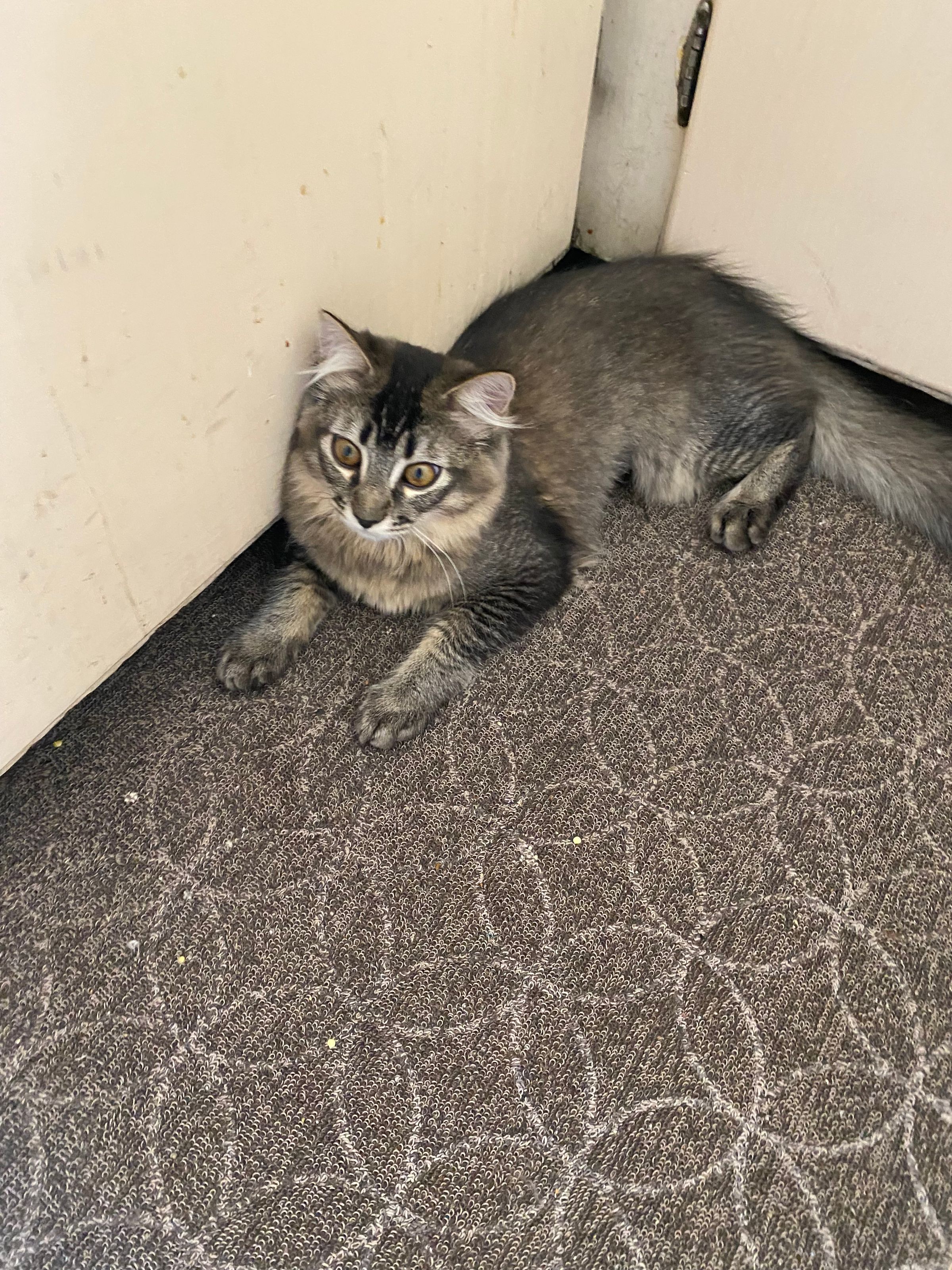 Pet Affordable Lab Services 's image