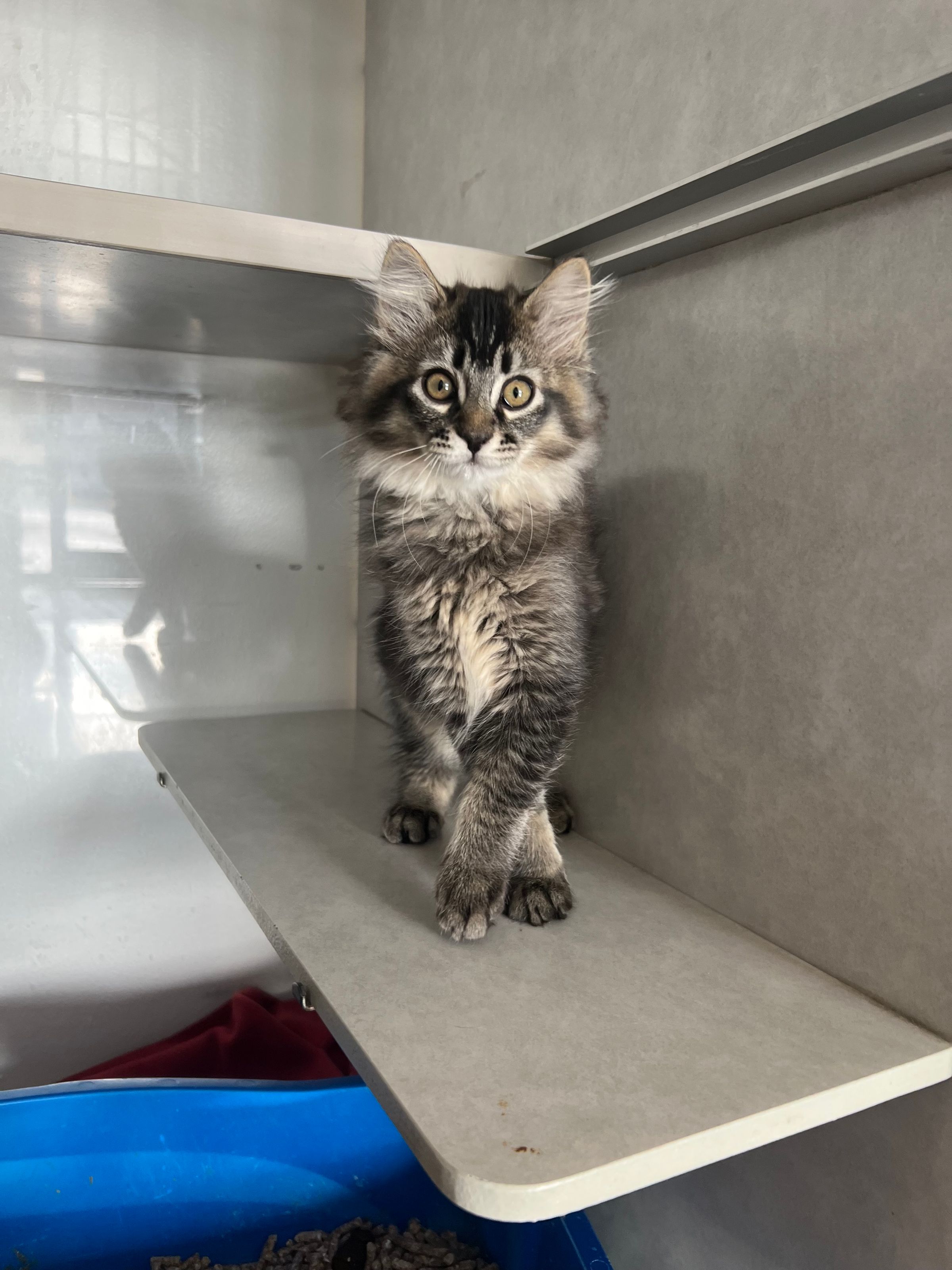 Pet Affordable Lab Services 's image