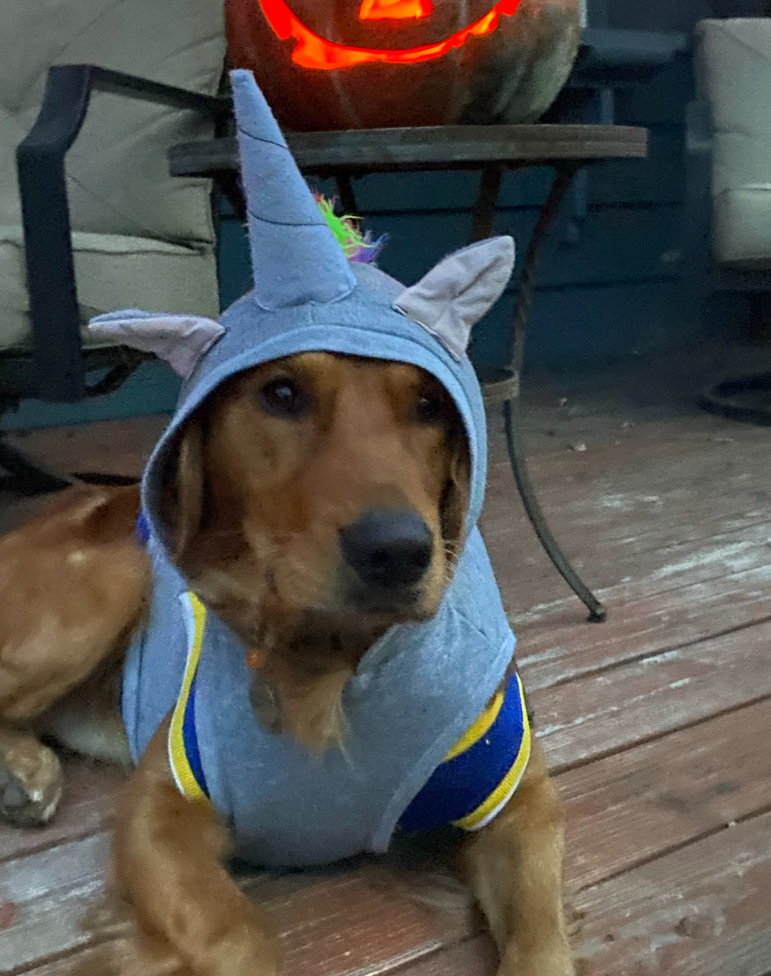 Pet Affordable Lab Services 's image