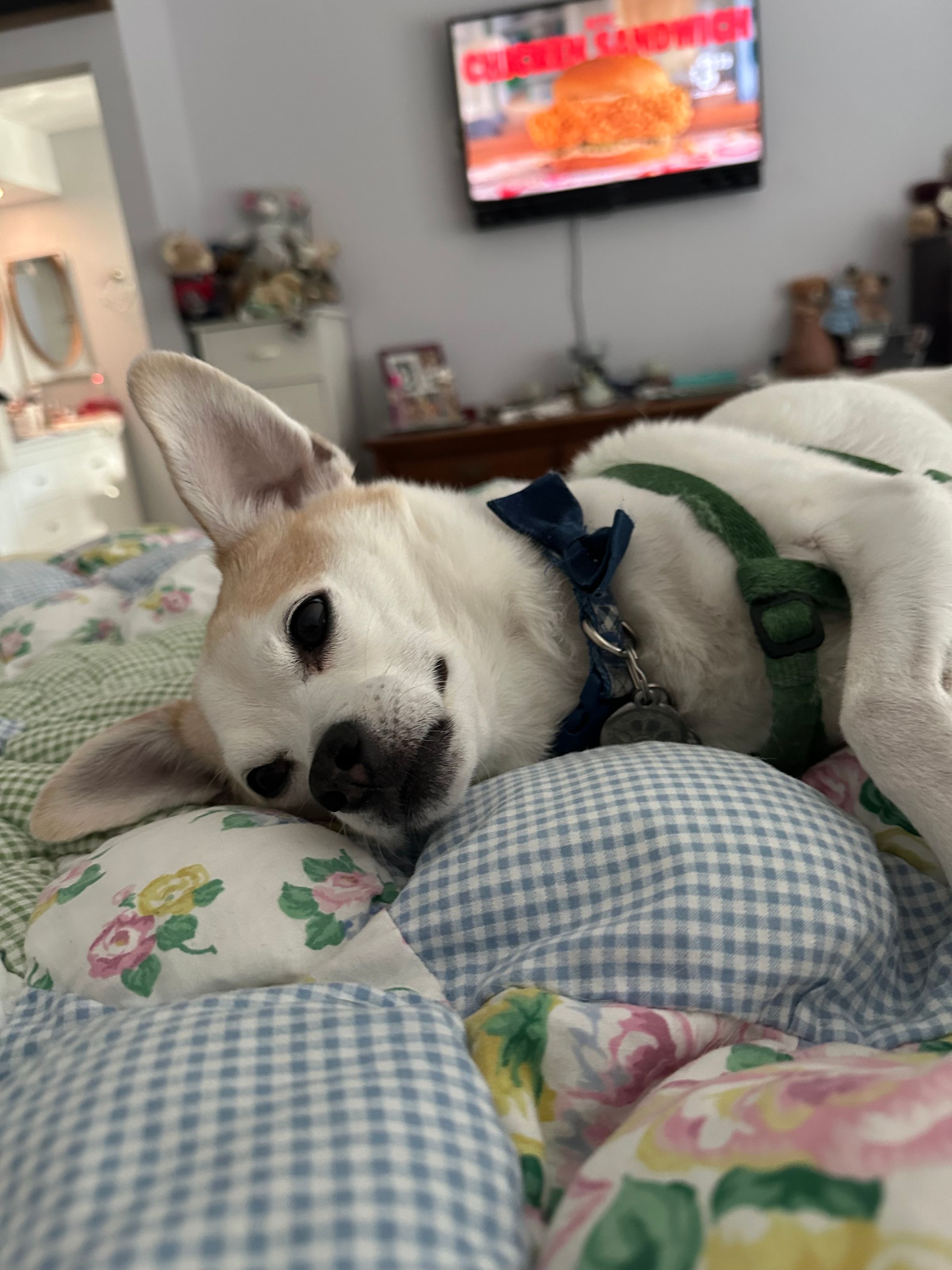 Pet Affordable Lab Services 's image