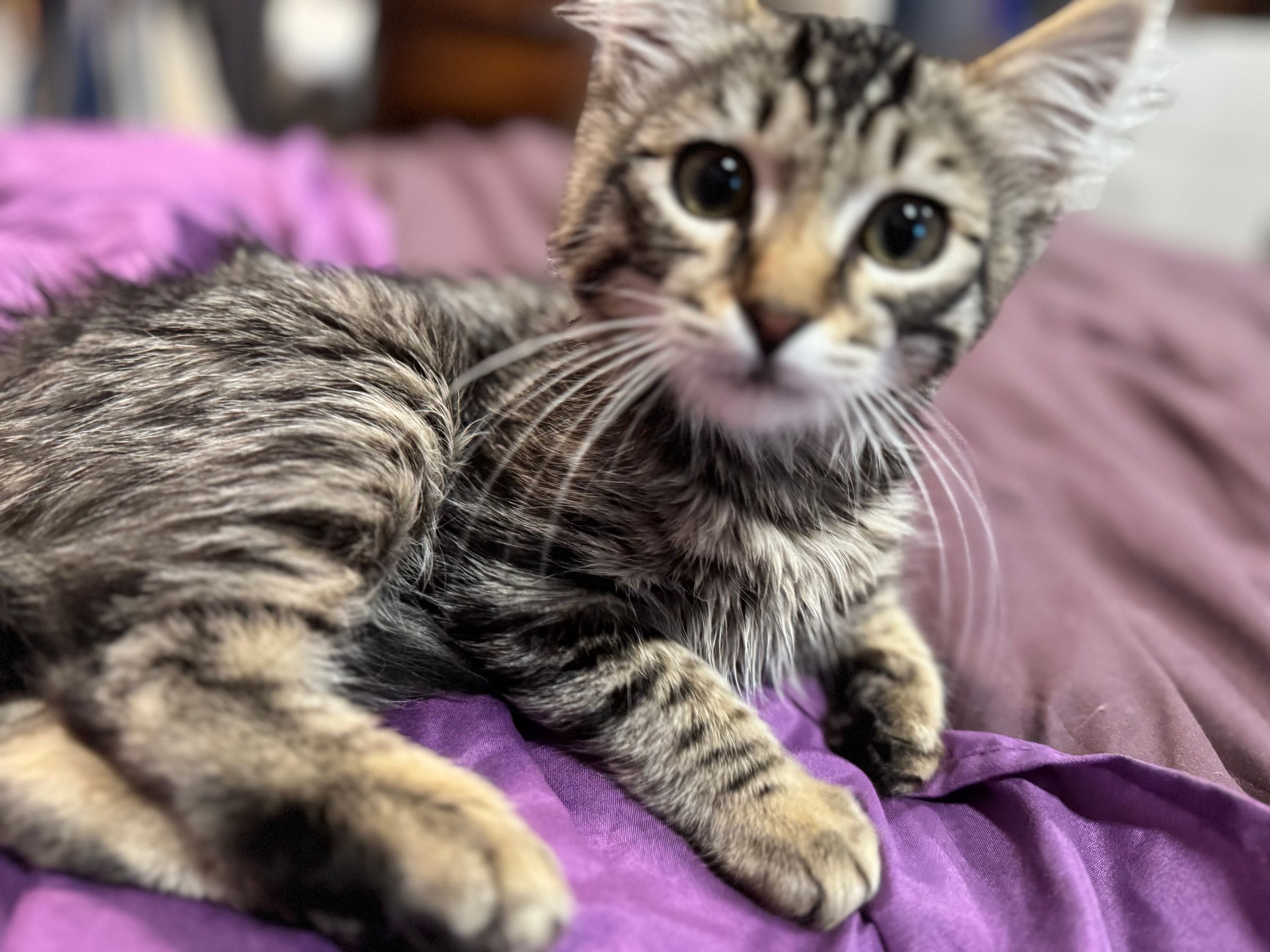 Pet Affordable Lab Services 's image