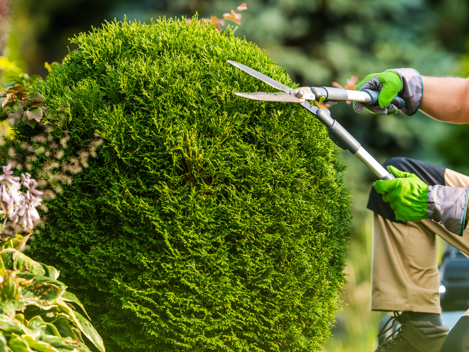 Southern Culture Landscaping's image