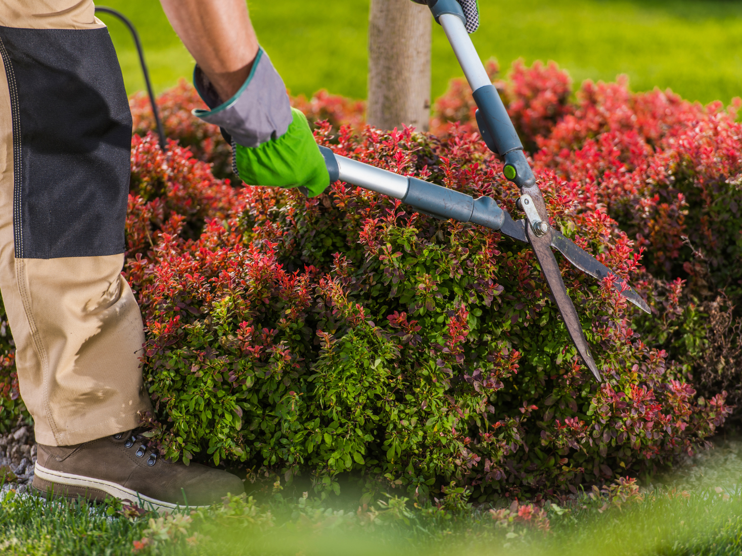 Southern Culture Landscaping's image