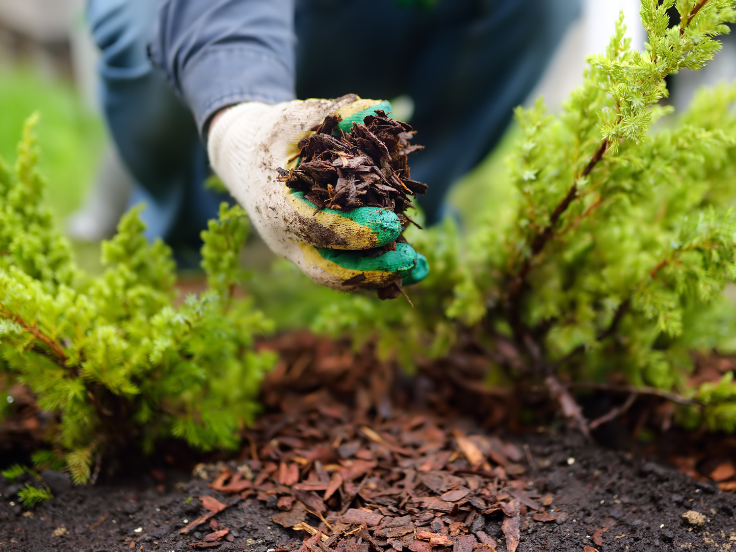 Southern Culture Landscaping's image