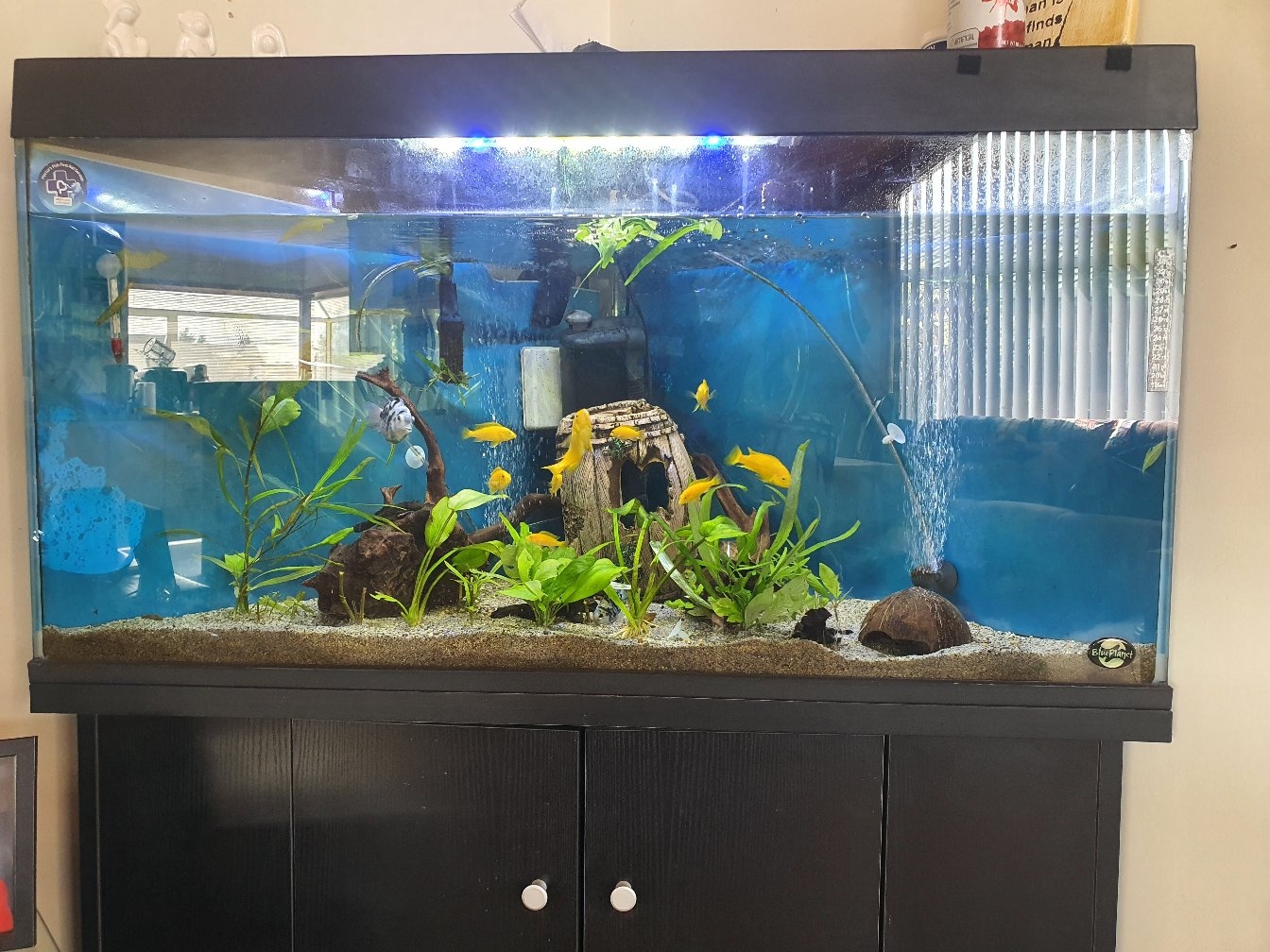 Aquatic Family