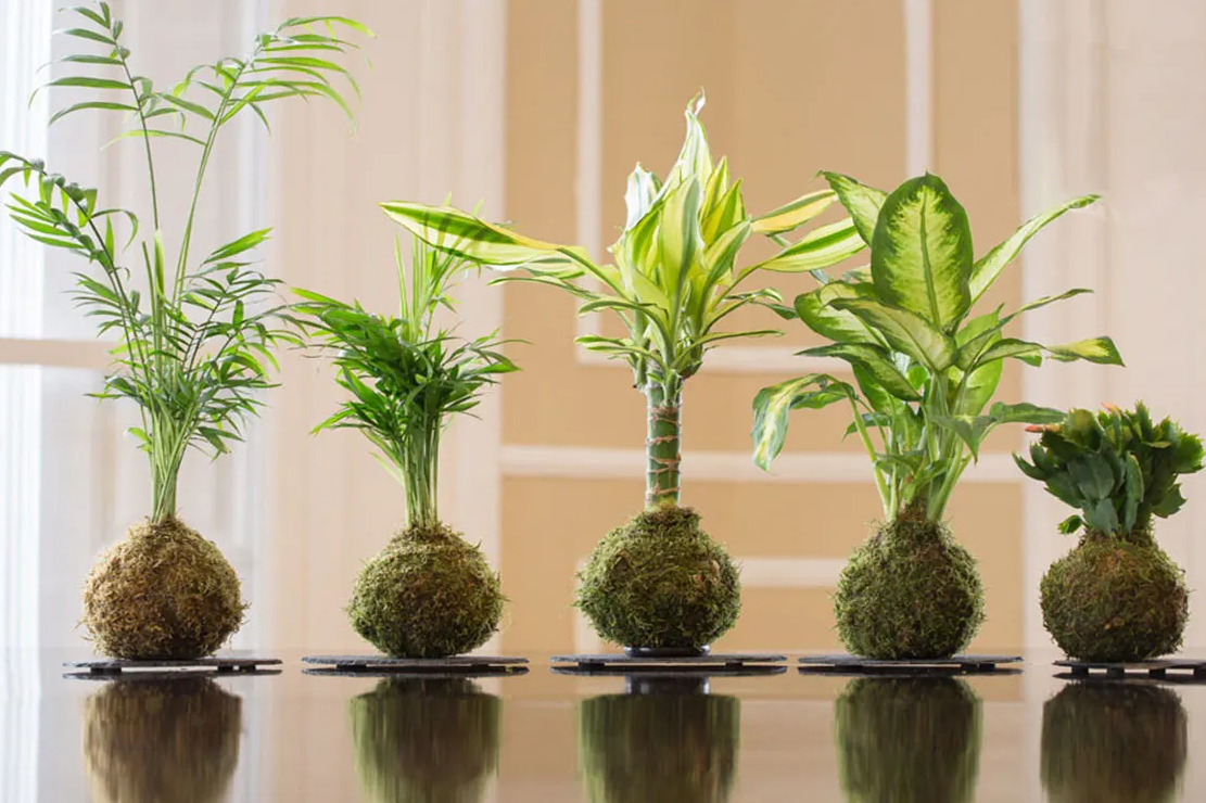 Kokedamas 
