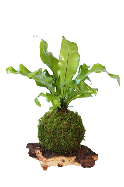 kokedamas 