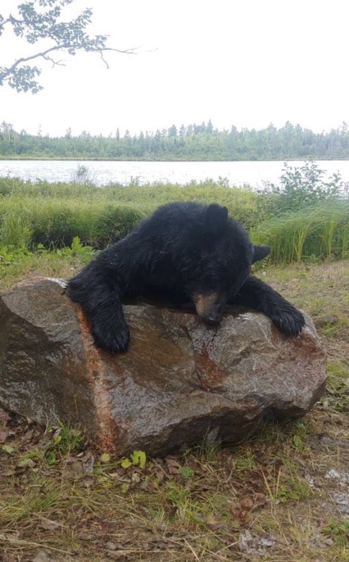 Bear North Outfitters's image