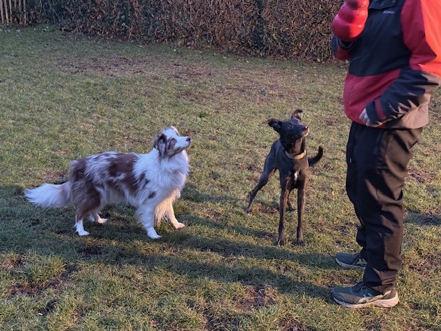 4 Smart Paws - Hondentrainer en uitlaatservice's image