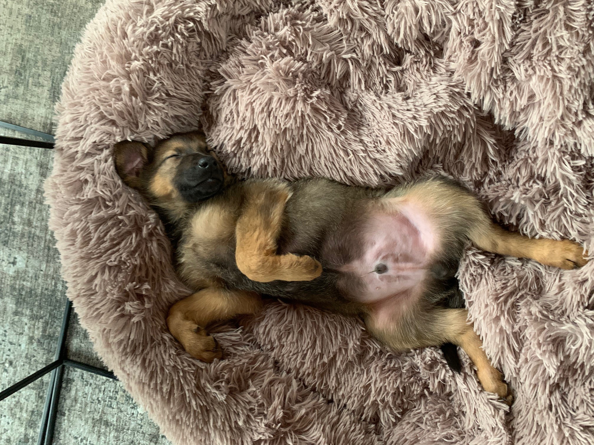 4 Smart Paws - Hondentrainer en uitlaatservice's image