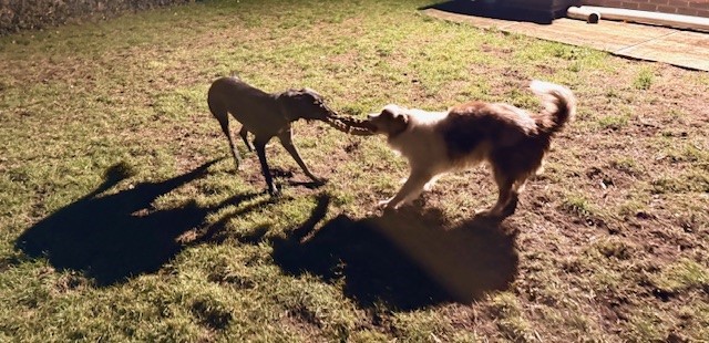 4 Smart Paws - Hondentrainer en uitlaatservice's image