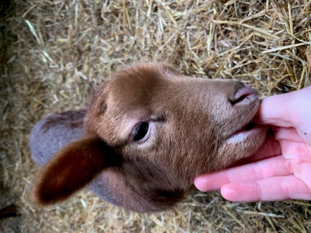 4 Smart Paws - Hondentrainer en uitlaatservice's image