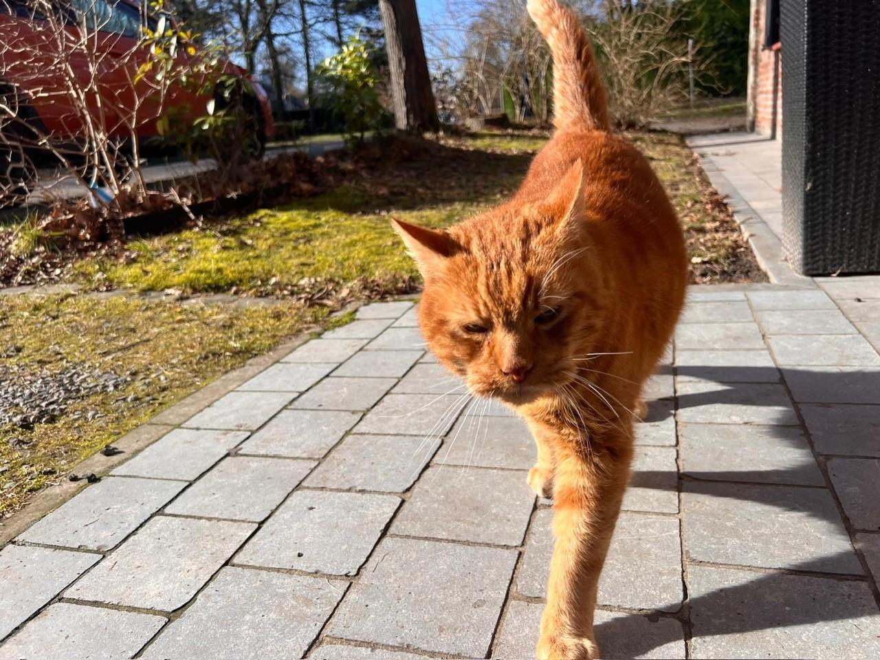 4 Smart Paws - Hondentrainer en uitlaatservice's image