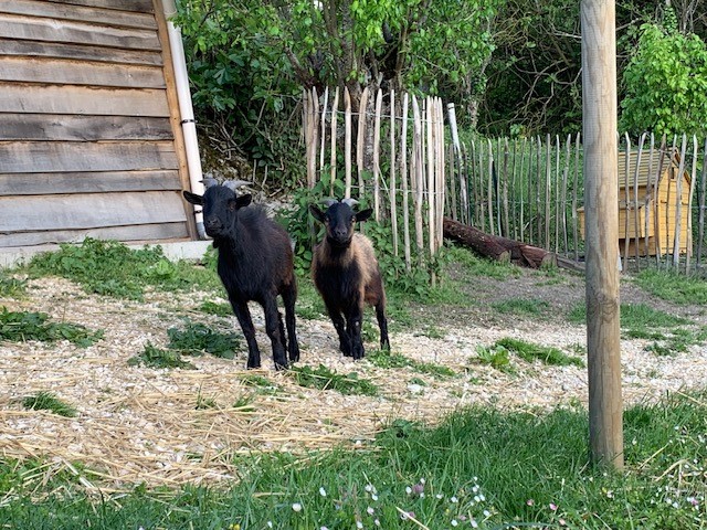 4 Smart Paws - Hondentrainer en uitlaatservice's image