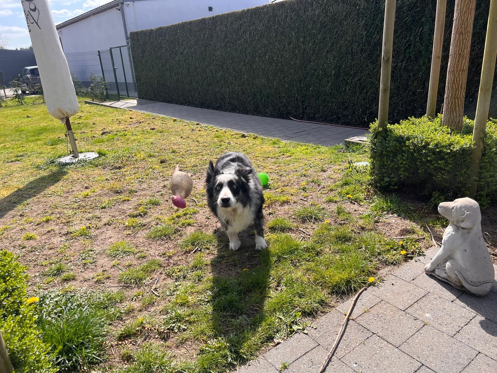 4 Smart Paws - Hondentrainer en uitlaatservice's image