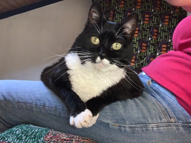 4 Smart Paws - Hondentrainer en uitlaatservice's image