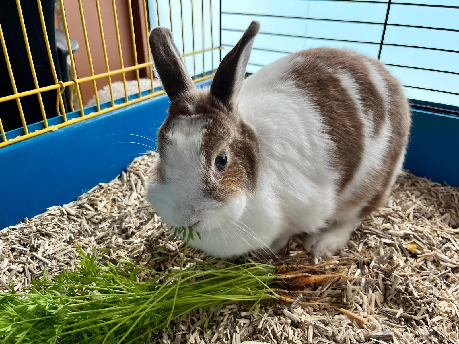 4 Smart Paws - Hondentrainer en uitlaatservice's image